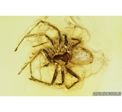 Spider, Araneae. Fossil inclusion in Baltic amber stone #7554