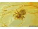 Two Spiders, Araneae. Fossil inclusions in Baltic amber stone #7555