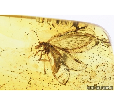 Rare Lacewing, Neuroptera, Hemerobiidae, Sympherobius completus. Fossil insect in Baltic amber #7556