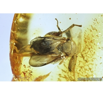 Rare Wasp, Chalcididae. Fossil inclusion in Baltic amber #7562