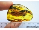 Big Spider, Araneae. Fossil inclusion in Baltic amber stone #7565