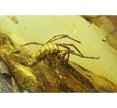 Big Spider, Araneae. Fossil inclusion in Baltic amber stone #7565
