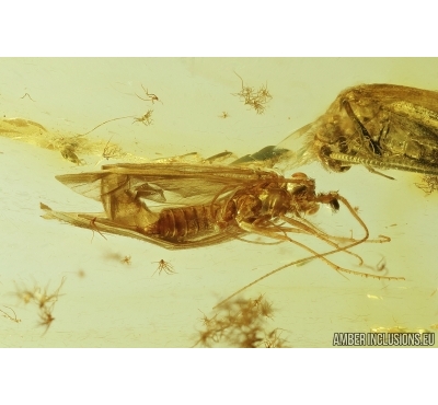 Three Caddisflies, Spider, Termite and More. Fossil inclusions in Baltic amber #7566
