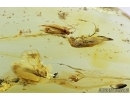 Three Caddisflies, Spider, Termite and More. Fossil inclusions in Baltic amber #7566