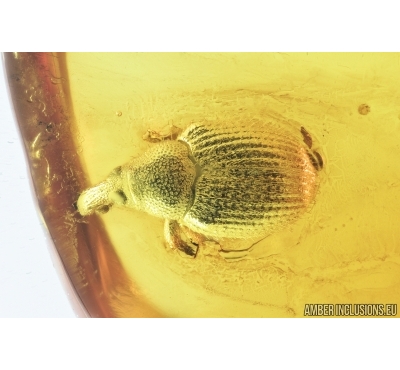 Weevil Beetle, Curculionidae. Fossil insect in Baltic amber #7570