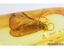 Scatopsidae, Black Scavenger fly and Caddisfly, Trichoptera. Fossil inclusions in Baltic amber #7596