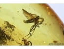 Dance fly, Empididae and Beetle. Fossil insects in Baltic amber #7598