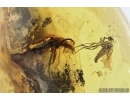 Dance fly, Empididae and Beetle. Fossil insects in Baltic amber #7598