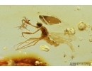 Very Nice Dance fly, Empididae. Fossil insect in Baltic amber #7599