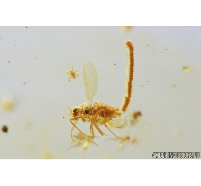 Nice True Midge Chironomidae with Eggs and Mite  . Fossil insects in Baltic amber #7600