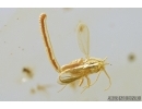 Nice True Midge Chironomidae with Eggs and Mite  . Fossil insects in Baltic amber #7600