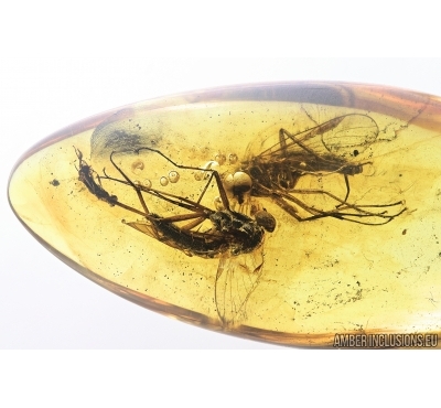 Two Big Snipe Flies, Rhagionidae and Wasp. Fossil insects in Baltic amber #7601