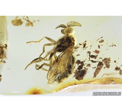 Rare Awl-fly, Xylophagidae. Fossil insect in Baltic amber #7603