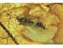 Thrips Thysanoptera and Caddisfly Trichoptera. Fossil insects in Baltic amber #7612
