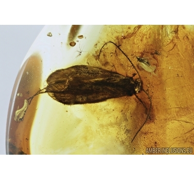 Thrips Thysanoptera and Caddisfly Trichoptera. Fossil insects in Baltic amber #7612