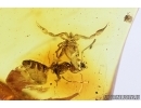 Pseudoscorpion, Ant and More. Fossil inclusions in Baltic amber #7616