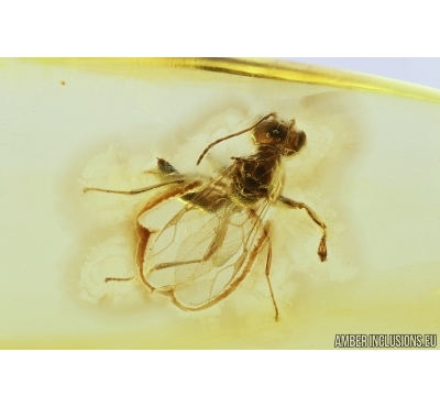 RARE WASP, HYMENOPTERA, DRYINIDAE. Fossil inclusion in BALTIC AMBER #7623