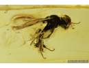 Rare Sand Wasp, Hymenoptera, Crabronidae. Fossil inclusion in Baltic amber #7624