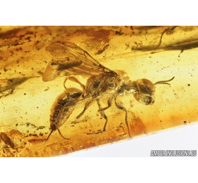 Rare Wasp Pemphredonidae Passaloecus. Fossil inclusion in Baltic amber #7625