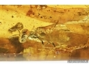 Rare Wasp Pemphredonidae Passaloecus. Fossil inclusion in Baltic amber #7625