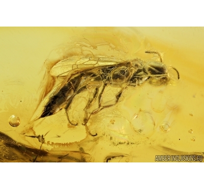 Rare Wasp Pemphredonidae Passaloecus. Fossil inclusion in Baltic amber #7626