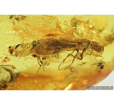 Two Wasps, Hymenoptera and More. Fossil inclusions in Baltic amber #7627