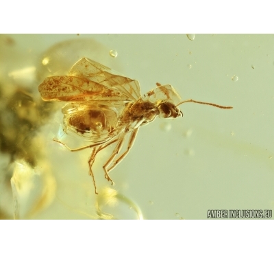 Winged Ant, Hymenoptera. Fossil inclusion in Ukrainian amber #7628R