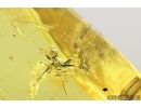 Two Big Ants Hymenoptera, Harvestman Opiliones and More. Fossil inclusions in Balticn amber #7629