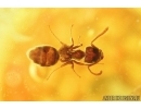 Very Nice Ant, Hymenoptera, Spider Araneae and More. Fossil inclusions in Ukrainian amber #7630R