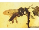 Four Honey Bees, Apoidea. Fossil inclusions in Baltic amber #7631