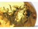 Four Honey Bees, Apoidea. Fossil inclusions in Baltic amber #7631