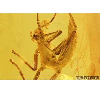 Nice Walking stick, Phasmatodea. Fossil inclusion in Baltic amber #7633