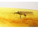 Very Nice Stonefly, Plecoptera. Fossil insect in Baltic amber #7637