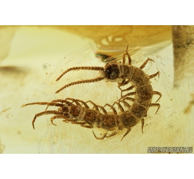 Nice Centipede, Lithobiidae. Fossil insect in Baltic amber #7638