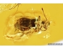 Checkered beetle, Cleridae and Pseudoscorpion. Fossil insects in Big Baltic amber stone #7642