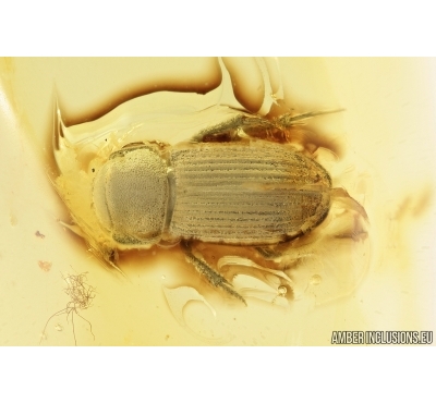 Very Rare Scarab beetle, Scarabaeidae. Fossil insect in Baltic amber #7644