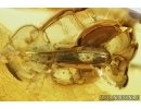 Nice Beetle, Probably Bark-gnawing Beetle, Trogossitidae. Fossil insect in Baltic amber #7646