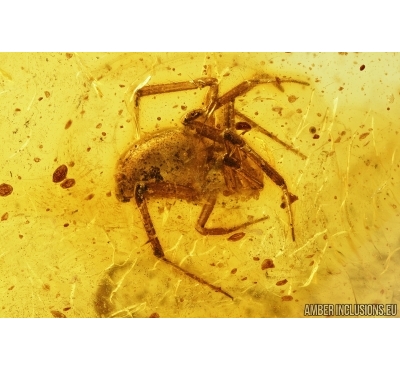 Spider, Araneae. Fossil inclusion in Baltic amber stone #7663