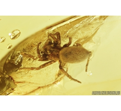Spider, Araneae. Fossil inclusion in Baltic amber stone #7664