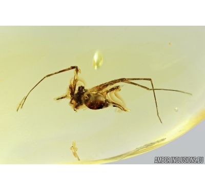 Big Spider, Araneae. Fossil inclusion in Ukrainian Rovno amber stone #7667R