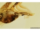Big Spider, Araneae. Fossil inclusion in Ukrainian Rovno amber stone #7667R