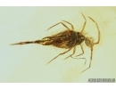 Springtail, Collembola. Fossil inclusion in Baltic amber #7670