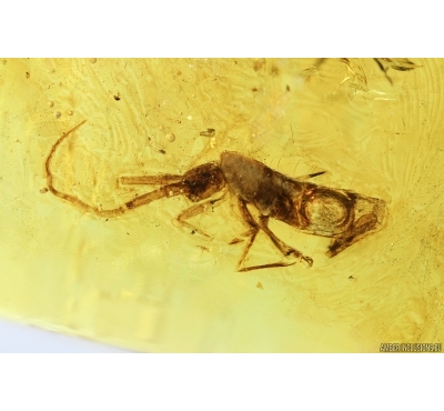 Big Springtail, Collembola. Fossil inclusion in Baltic amber #7671