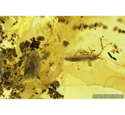 Springtail, Beetle, Mite and More. Fossil inclusions in Ukrainian amber #7672