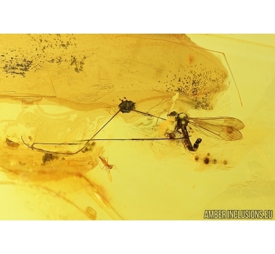 Limoniinae, Elephantomyia pulchella, Crane fly and More. Fossil insects in Big Ukrainian amber stone #7673