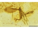 Cecidomyiidae, Gall Midge with Eggs and More. Fossil insect in Baltic amber #7675