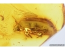 Scuttle, Fly Phoridae with Mite, Acari! and Marsh Beetle, Scirtidae. Fossil insects in Baltic amber #7676