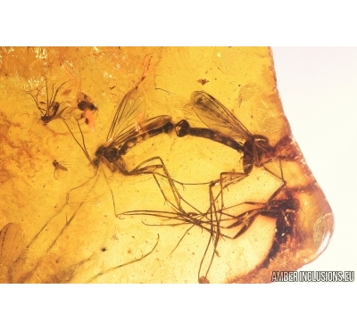 Many Fungus gnats Mycetophilidae, Crane Fly Limoniidae, Bug, Leaf and More. Fossil inclusions in Baltic amber #7677