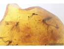 Many Fungus gnats Mycetophilidae, Crane Fly Limoniidae, Bug, Leaf and More. Fossil inclusions in Baltic amber #7677