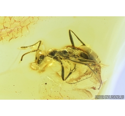Big Ant, Hymenoptera. Fossil insect in Baltic amber #7680